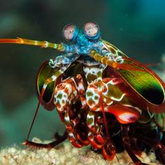 Mantis Shrimp: Vision & Punch Power