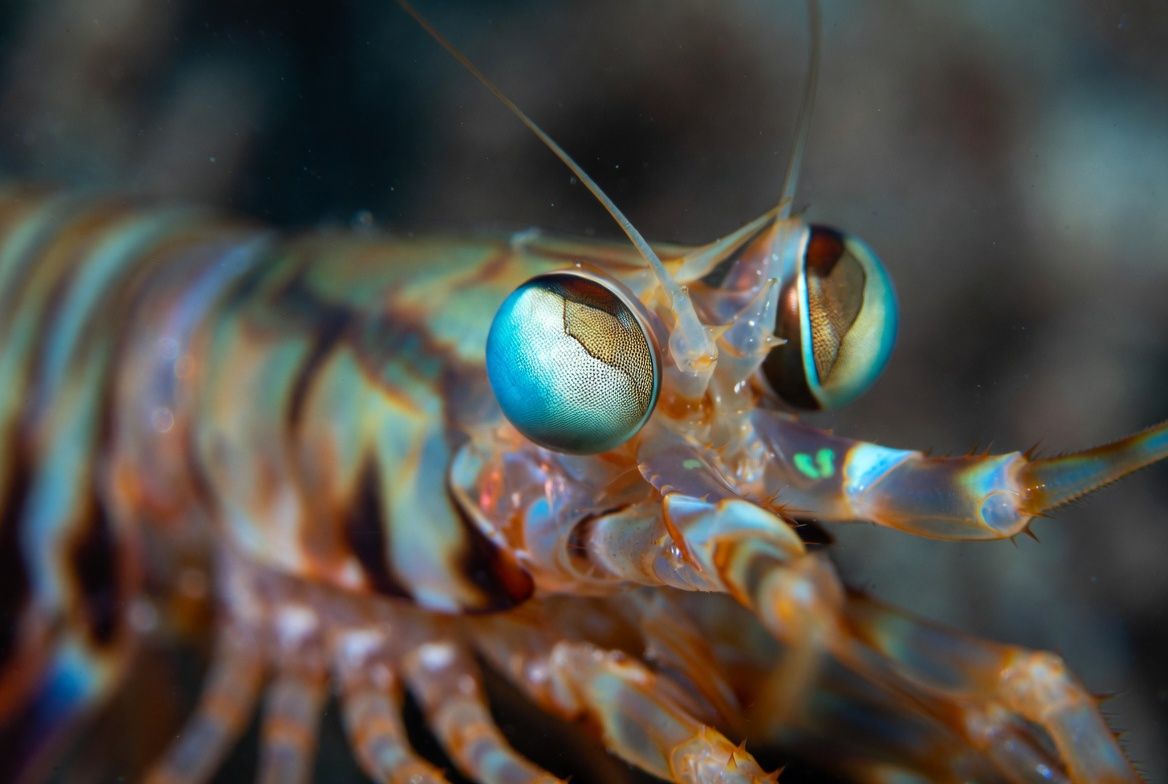 Close-up of a mantis shrimp’s complex compound eyes on movable stalks, revealing the intricate structure that allows it to see 16 colors plus polarized and ultraviolet light.