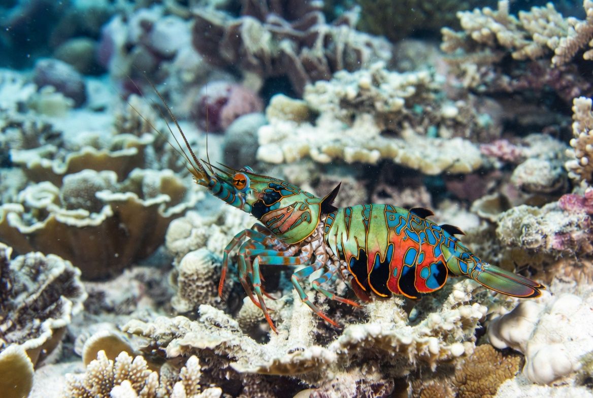 Beautiful mantis shrimp on a coral reef minding its buisness.