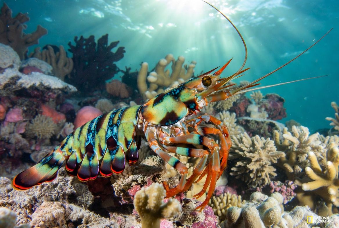 Vibrant peacock mantis shrimp showing its brilliant green, blue, red, and orange coloration while resting on a colorful coral reef.