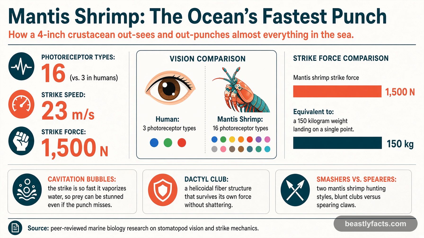 Mantis Shrimp: The Ocean's Fastest Punch infographic showing 16 photoreceptor types versus 3 in humans, a 23 m/s strike speed, and 1,500 N of strike force