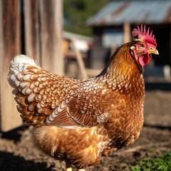 A brown and white Wyandotte chicken standing in a farmyard in bright daylight