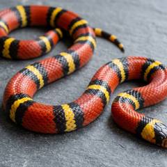 Milk Snake Cost: Full Price Breakdown