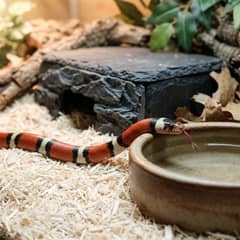 A red, black and white banded milk snake constricting a thawed mouse on aspen substrate