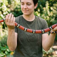 Milk snake with red, black, and yellow banding being gently handled