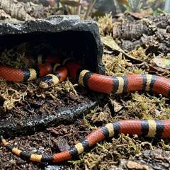 Milk snake being examined by a reptile veterinarian