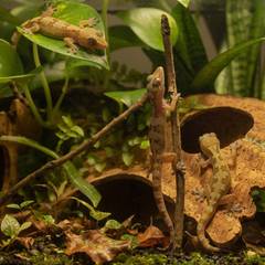 Small colony of mourning geckos in a planted display vivarium