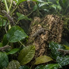 Several mourning geckos on the leaves of a densely planted bioactive vivarium