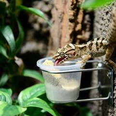 Mourning gecko licking powdered gecko diet from a wall-mounted feeding cup