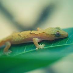 Tiny mourning gecko resting on a leaf inside a planted vivarium