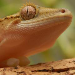Mourning gecko being examined closely for calcium sac development under the throat