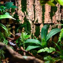Densely planted mourning gecko vivarium with cork bark and live foliage