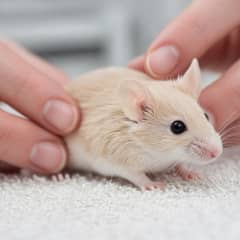 Fancy mouse being examined by an exotic veterinarian