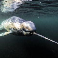 A narwhal swimming beneath Arctic sea ice, showing its mottled grey skin and the single long spiraled tusk extending from the side of its upper jaw