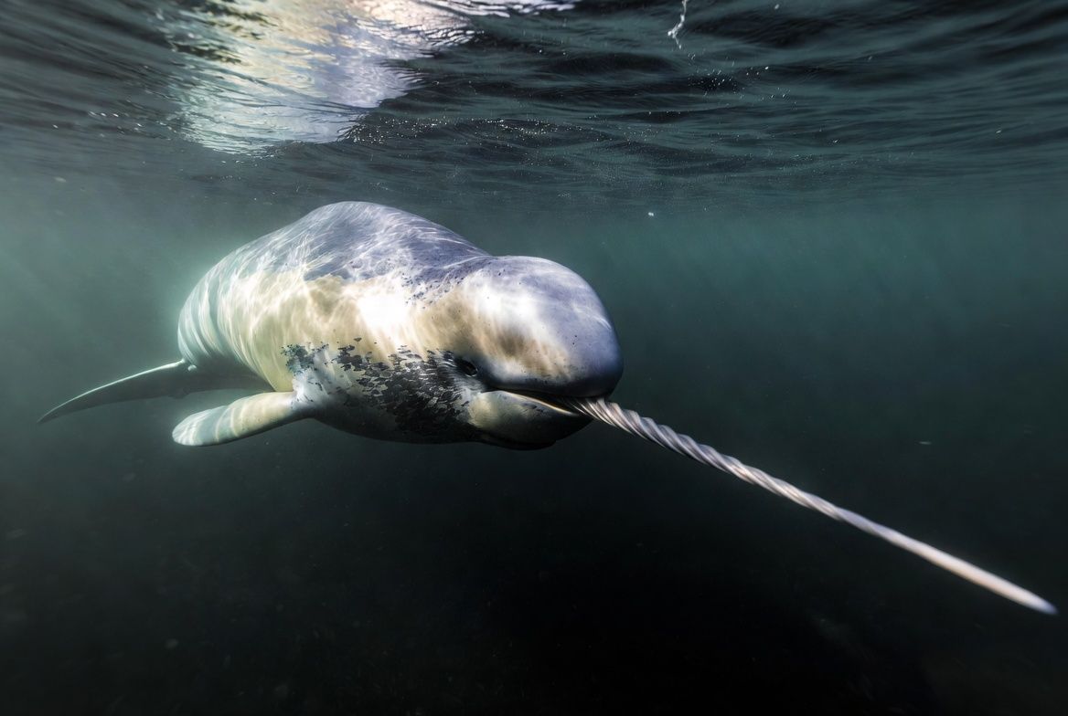 A narwhal swimming beneath Arctic sea ice, showing its mottled grey skin and the single long spiraled tusk extending from the side of its upper jaw