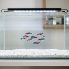 A school of neon tetras swimming together in a planted freshwater aquarium