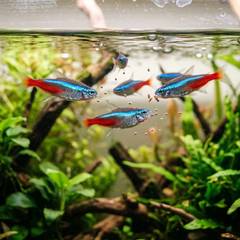 A school of neon tetras feeding on micro pellets near the surface of a planted aquarium
