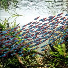 A tight school of neon tetras swimming together mid-water in a planted aquarium