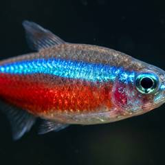 Close-up of a healthy, brightly colored neon tetra in a well-maintained planted aquarium