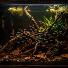 A planted neon tetra aquarium with dim lighting, driftwood, and tannin-stained blackwater