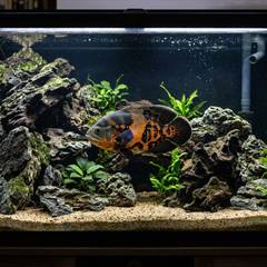 Tiger oscar fish swimming in a large, heavily filtered aquarium