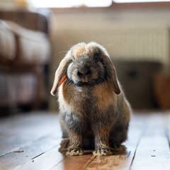 A close-up portrait of a lop-eared rabbit sitting upright on a worn wooden floor, expression radiating imperious calm
