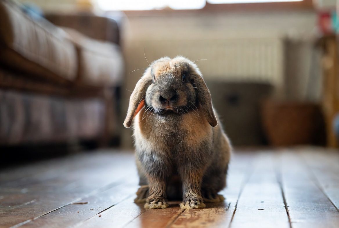 A close-up portrait of a lop-eared rabbit sitting upright on a worn wooden floor, expression radiating imperious calm