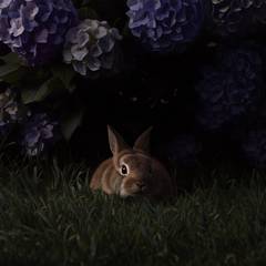 House rabbit pressed flat and still beneath a hydrangea as a great owl's shadow slides silently across the garden grass