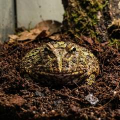 Pacman frog sitting in a simple terrarium setup with coconut fiber substrate
