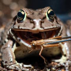 Pacman frog striking at a cricket held with feeding tongs
