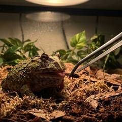 Pacman frog sitting motionless and buried in substrate, illustrating why handling stays minimal