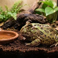 Pacman frog on coco fiber substrate, the substrate choice directly tied to impaction risk