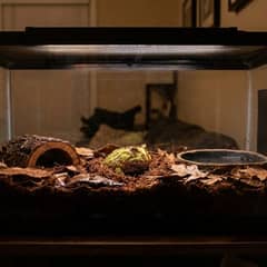Pacman frog terrarium with deep coco fiber substrate, shallow water dish, and simple hide
