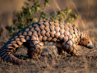 A pangolin walking across dry ground, its overlapping brown keratin scales clearly visible along its back and tail
