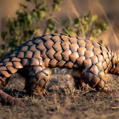 A pangolin walking across dry ground, its overlapping brown keratin scales clearly visible along its back and tail