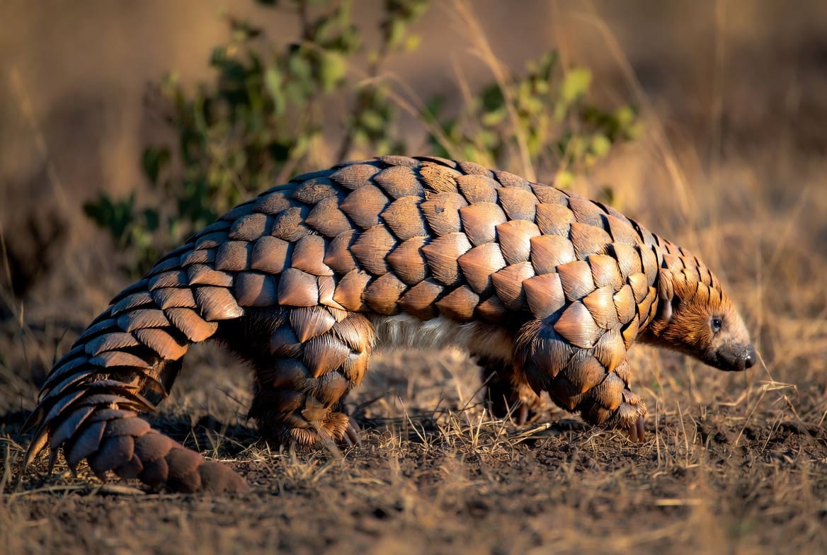 A pangolin walking across dry ground, its overlapping brown keratin scales clearly visible along its back and tail