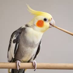 A small parrot touching its beak to a target stick held near a perch during a short positive reinforcement training session