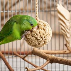 A small green parrotlet gripping a hanging forage toy with one foot, beak working at it