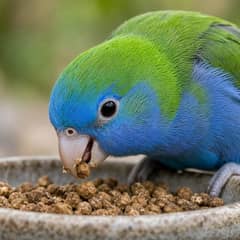 Pacific parrotlet eating from a bowl of pellets next to chopped fresh vegetables