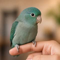 Pacific parrotlet perched on a person's finger