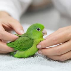 Pacific parrotlet being examined by an avian veterinarian