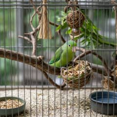 Parrotlet cage with varied perches, foraging toys, and safe bar spacing