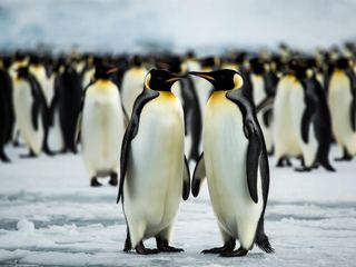 Two king penguins standing face to face on ice, with a dense colony of others out of focus behind them