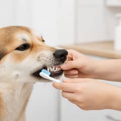 Veterinarian examining a dog's teeth and gums during a dental assessment