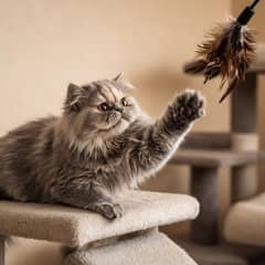 A long-haired persian cat batting at a wand toy from a low padded platform