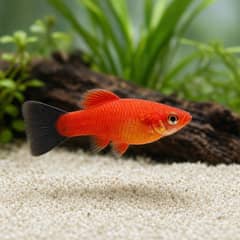 A group of orange platies among dense planting near the surface of an aquarium