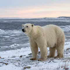 A polar bear standing on snowy tundra at the edge of Hudson Bay in late autumn, thin new ice forming along the shoreline behind it
