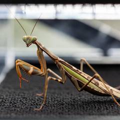 Praying mantis beside its enclosure setup and feeder insects