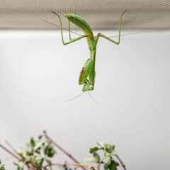 A green praying mantis hanging upside down from mesh at the top of a tall enclosure