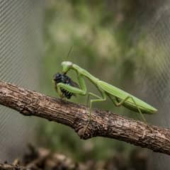 A green praying mantis gripping a bottle fly in its front legs on a twig inside a mesh enclosure